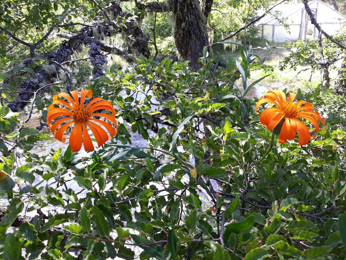 Parque Amavida Villa Malalcahuello Dış mekan fotoğraf